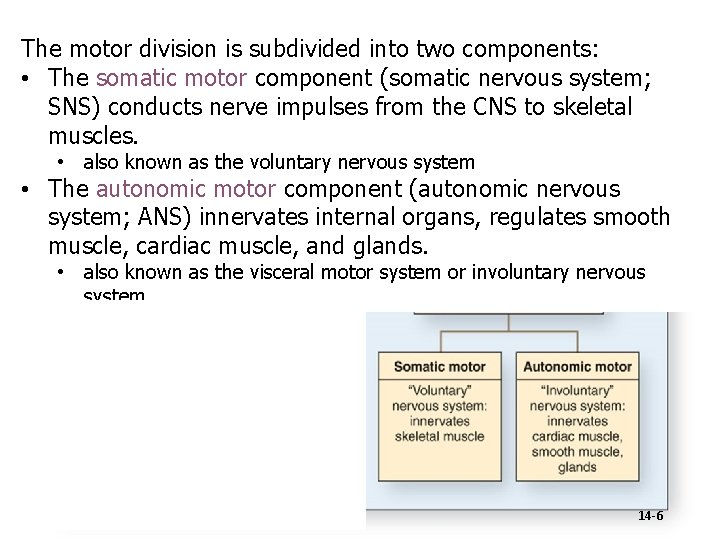 The motor division is subdivided into two components: • The somatic motor component (somatic