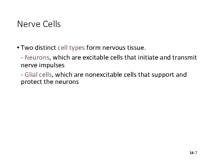 Nerve Cells • Two distinct cell types form nervous tissue. - Neurons, which are