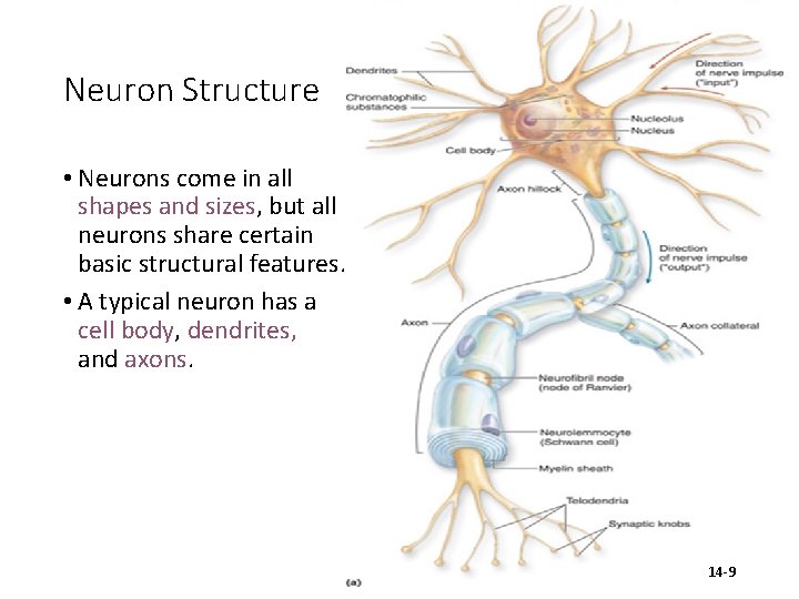 Neuron Structure • Neurons come in all shapes and sizes, but all neurons share