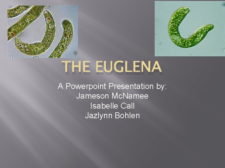 THE EUGLENA A Powerpoint Presentation by: Jameson Mc. Namee Isabelle Call Jazlynn Bohlen 