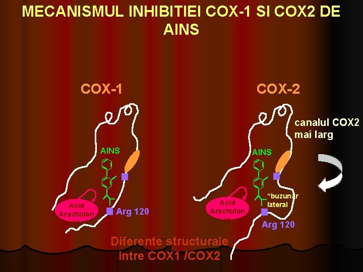 MECANISMUL INHIBITIEI COX-1 SI COX 2 DE AINS COX-2 COX-1 canalul COX 2 mai