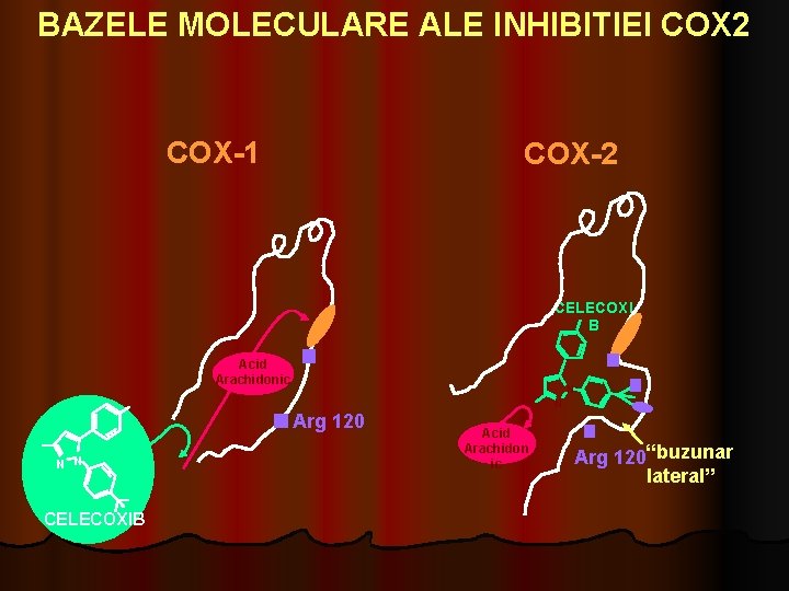 BAZELE MOLECULARE ALE INHIBITIEI COX 2 COX-1 COX-2 CELECOXI B Acid Arachidonic N N