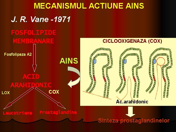 MECANISMUL ACTIUNE AINS J. R. Vane -1971 FOSFOLIPIDE MEMBRANARE Fosfolipaza A 2 CICLOOXIGENAZA (COX)