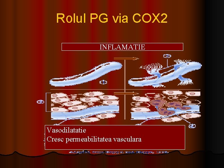 Rolul PG via COX 2 INFLAMATIE Vasodilatatie Cresc permeabilitatea vasculara 