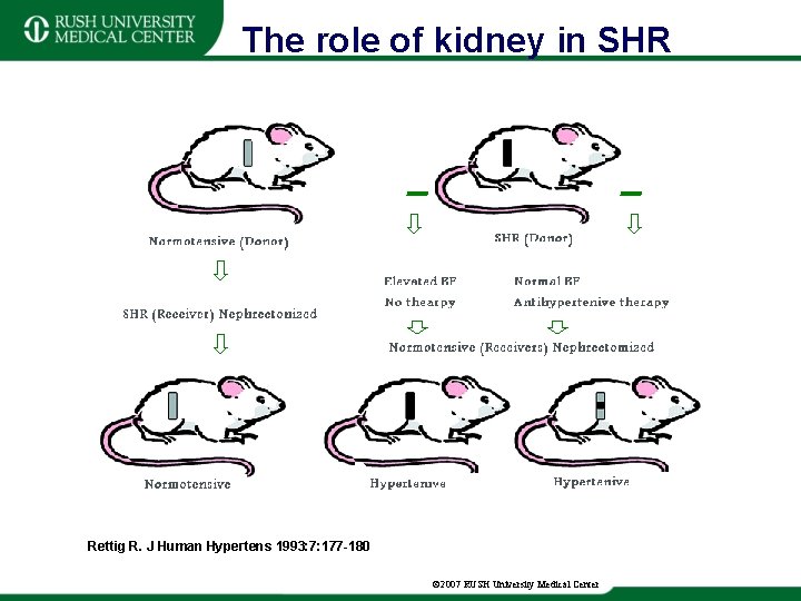 The role of kidney in SHR Rettig R. J Human Hypertens 1993: 7: 177