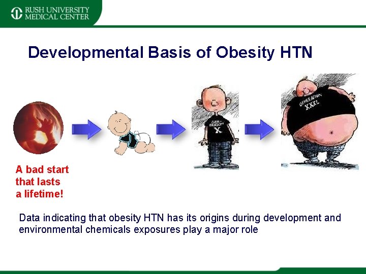 Developmental Basis of Obesity HTN A bad start that lasts a lifetime! Data indicating