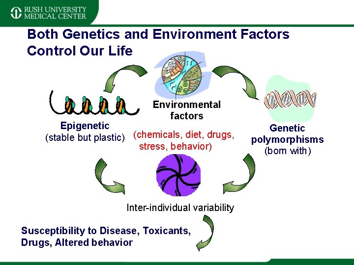 Both Genetics and Environment Factors Control Our Life Environmental factors Epigenetic (stable but plastic)