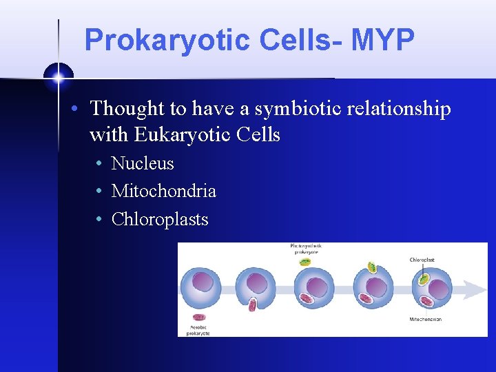Prokaryotic Cells- MYP • Thought to have a symbiotic relationship with Eukaryotic Cells • Prokaryotic Cells- MYP • Thought to have a symbiotic relationship with Eukaryotic Cells •