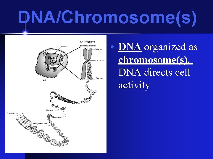 DNA/Chromosome(s) • DNA organized as chromosome(s). DNA directs cell activity DNA/Chromosome(s) • DNA organized as chromosome(s). DNA directs cell activity
