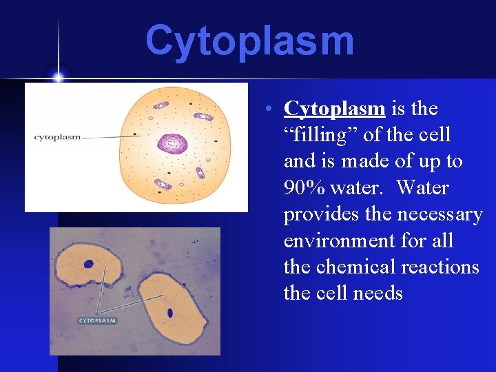 Cytoplasm • Cytoplasm is the “filling” of the cell and is made of up Cytoplasm • Cytoplasm is the “filling” of the cell and is made of up
