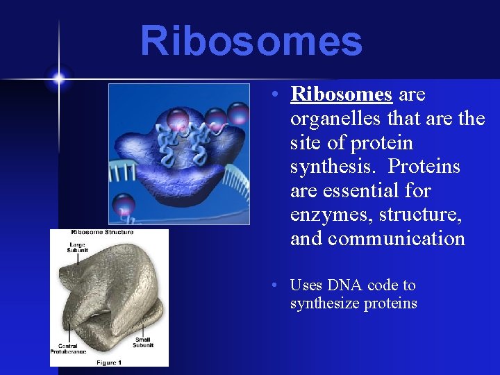 Ribosomes • Ribosomes are organelles that are the site of protein synthesis. Proteins are Ribosomes • Ribosomes are organelles that are the site of protein synthesis. Proteins are