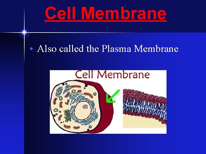 Cell Membrane • Also called the Plasma Membrane Cell Membrane • Also called the Plasma Membrane