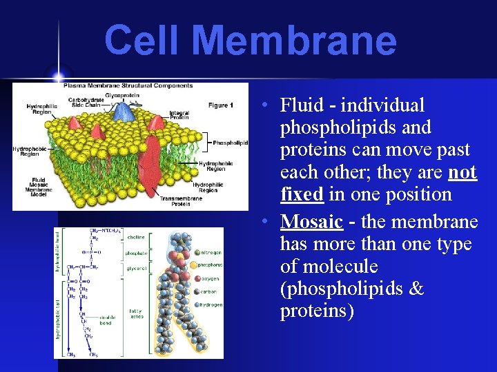 Cell Membrane • Fluid - individual phospholipids and proteins can move past each other; Cell Membrane • Fluid - individual phospholipids and proteins can move past each other;