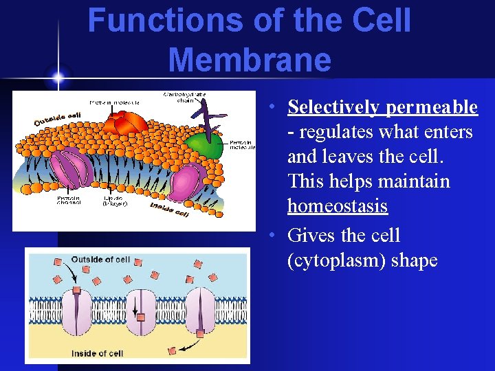 Functions of the Cell Membrane • Selectively permeable - regulates what enters and leaves Functions of the Cell Membrane • Selectively permeable - regulates what enters and leaves