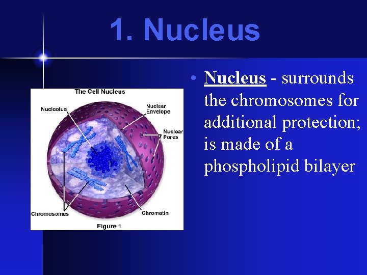 1. Nucleus • Nucleus - surrounds the chromosomes for additional protection; is made of 1. Nucleus • Nucleus - surrounds the chromosomes for additional protection; is made of