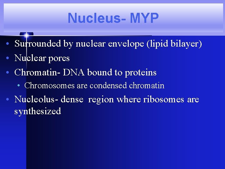 Nucleus- MYP • Surrounded by nuclear envelope (lipid bilayer) • Nuclear pores • Chromatin- Nucleus- MYP • Surrounded by nuclear envelope (lipid bilayer) • Nuclear pores • Chromatin-