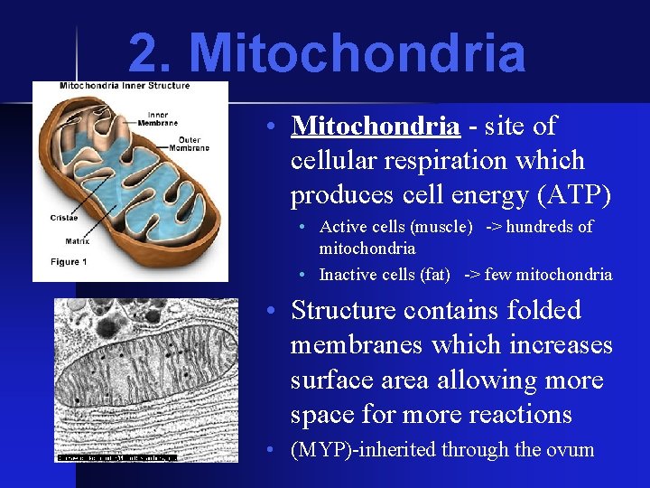 2. Mitochondria • Mitochondria - site of cellular respiration which produces cell energy (ATP) 2. Mitochondria • Mitochondria - site of cellular respiration which produces cell energy (ATP)