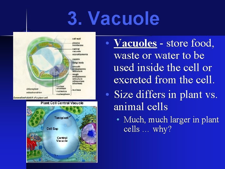 3. Vacuole • Vacuoles - store food, waste or water to be used inside 3. Vacuole • Vacuoles - store food, waste or water to be used inside
