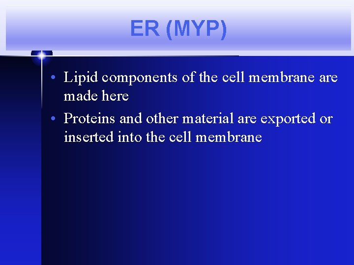 ER (MYP) • Lipid components of the cell membrane are made here • Proteins ER (MYP) • Lipid components of the cell membrane are made here • Proteins
