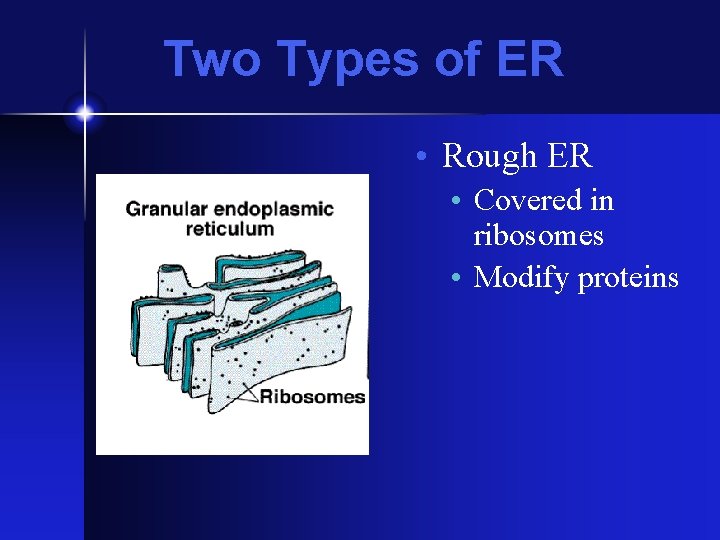 Two Types of ER • Rough ER • Covered in ribosomes • Modify proteins Two Types of ER • Rough ER • Covered in ribosomes • Modify proteins