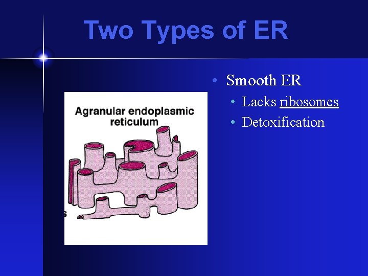 Two Types of ER • Smooth ER • Lacks ribosomes • Detoxification Two Types of ER • Smooth ER • Lacks ribosomes • Detoxification