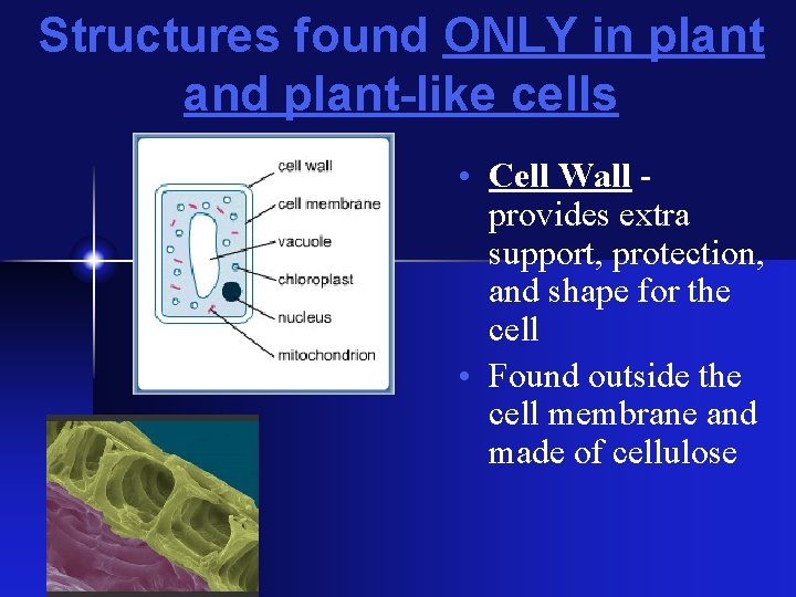 Structures found ONLY in plant and plant-like cells • Cell Wall provides extra support, Structures found ONLY in plant and plant-like cells • Cell Wall provides extra support,