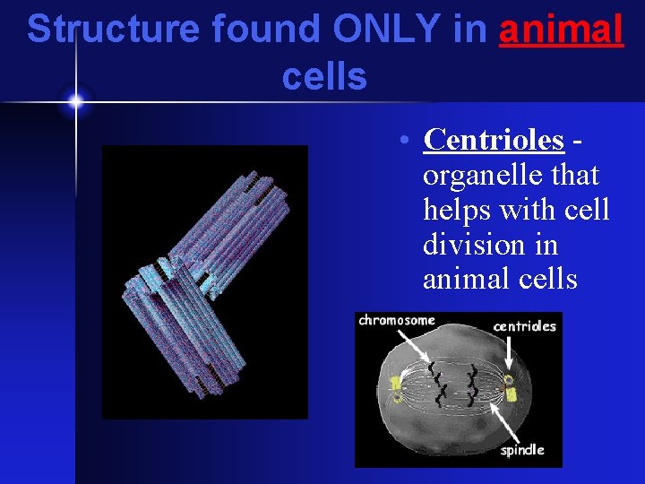Structure found ONLY in animal cells • Centrioles organelle that helps with cell division Structure found ONLY in animal cells • Centrioles organelle that helps with cell division