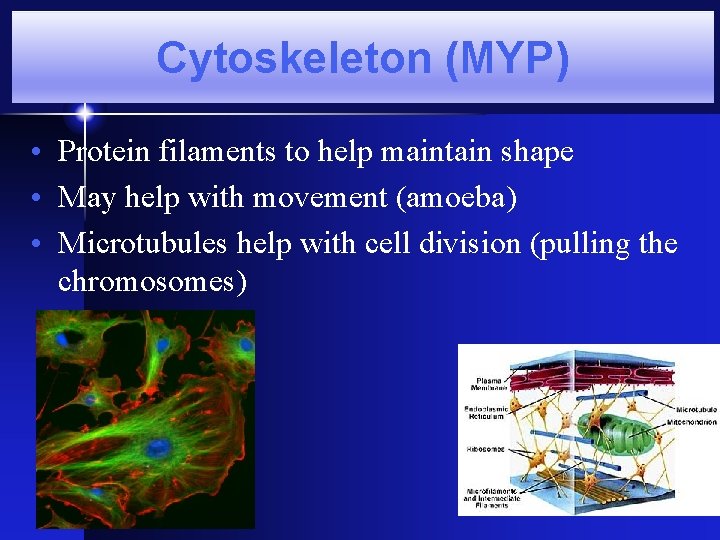Cytoskeleton (MYP) • Protein filaments to help maintain shape • May help with movement Cytoskeleton (MYP) • Protein filaments to help maintain shape • May help with movement