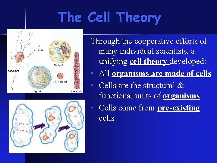 The Cell Theory Through the cooperative efforts of many individual scientists, a unifying cell The Cell Theory Through the cooperative efforts of many individual scientists, a unifying cell