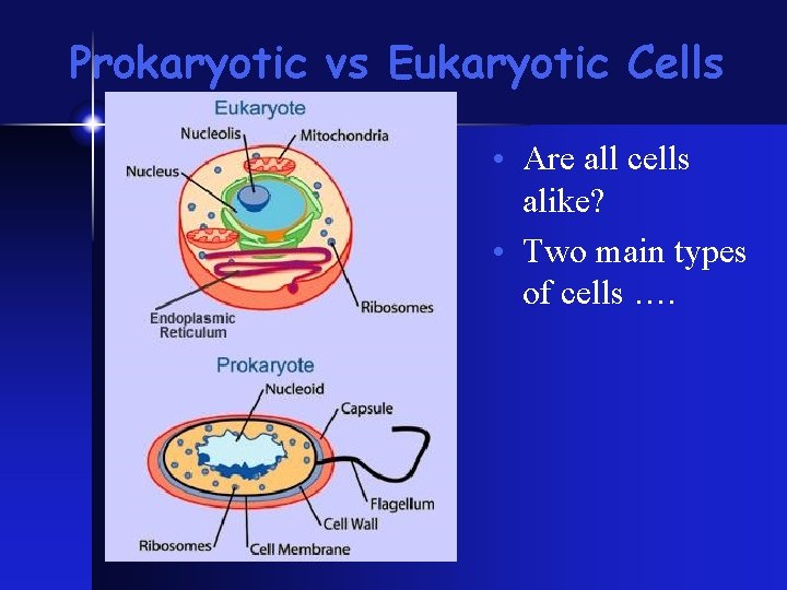 Prokaryotic vs Eukaryotic Cells • Are all cells alike? • Two main types of Prokaryotic vs Eukaryotic Cells • Are all cells alike? • Two main types of