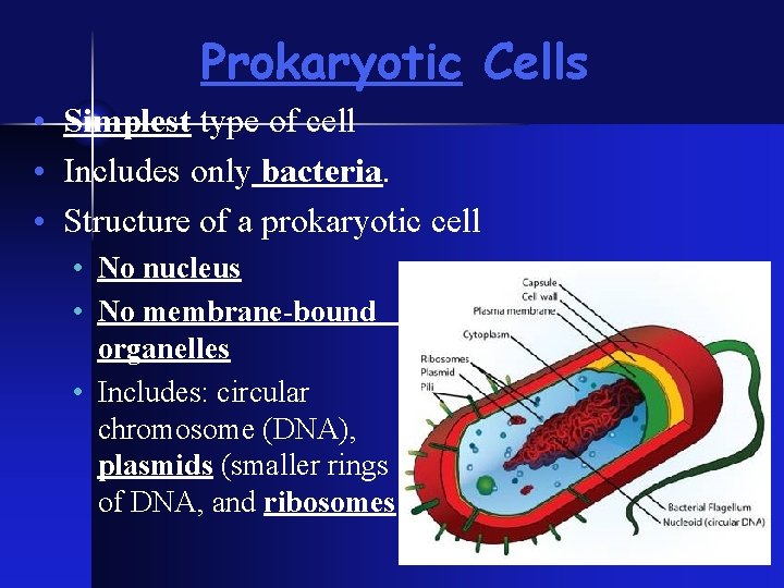 Prokaryotic Cells • Simplest type of cell • Includes only bacteria. • Structure of Prokaryotic Cells • Simplest type of cell • Includes only bacteria. • Structure of