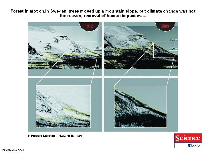 Forest in motion. In Sweden, trees moved up a mountain slope, but climate change