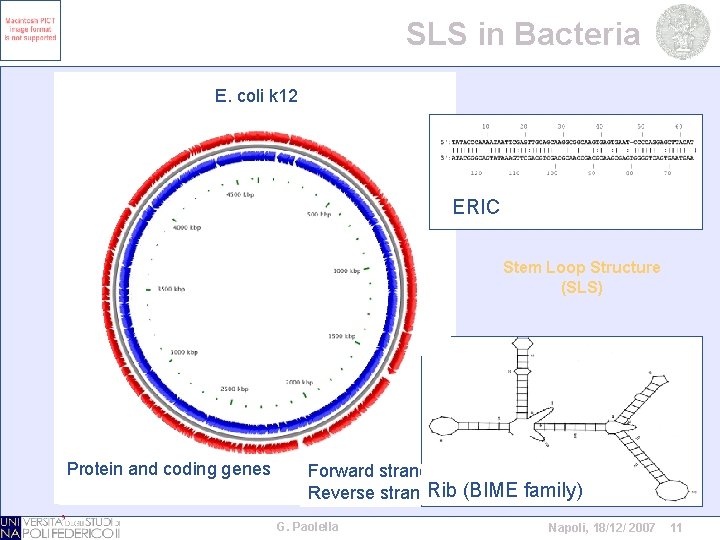 SLS in Bacteria E. coli k 12 ERIC Stem Loop Structure (SLS) Protein and