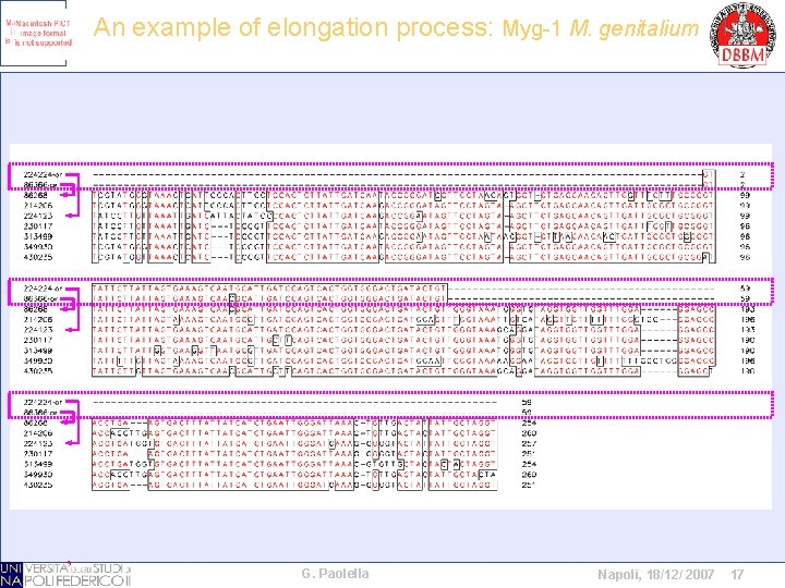 An example of elongation process: Myg-1 M. genitalium G. Paolella Napoli, 18/12/ 2007 17