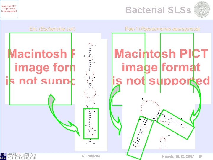 Bacterial SLSs Eric (Escherichia coli) Pae-1 (Pseudomonas aeuruginosa) G. Paolella Napoli, 18/12/ 2007 19