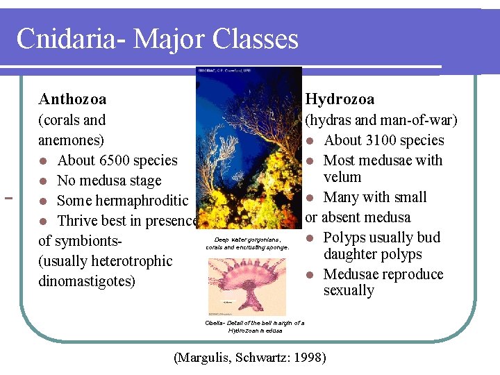 Cnidaria- Major Classes Anthozoa Hydrozoa (corals and anemones) l About 6500 species l No