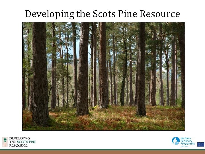 Developing the Scots Pine Resource 