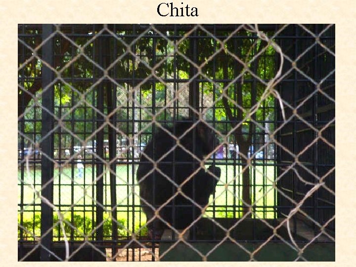 Chita 