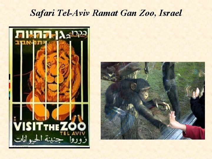 Safari Tel-Aviv Ramat Gan Zoo, Israel 