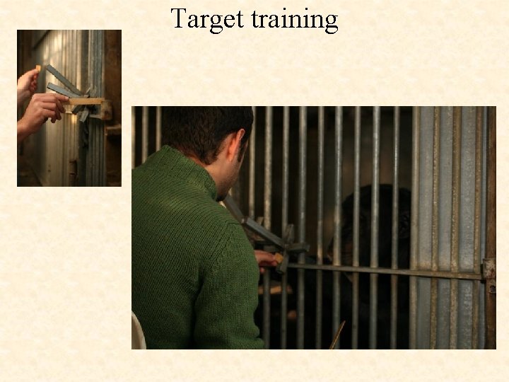 Target training 