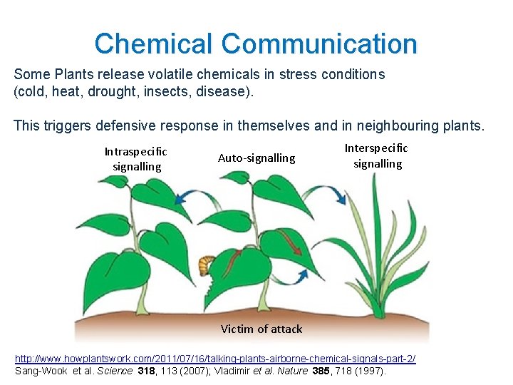 Chemical Communication Some Plants release volatile chemicals in stress conditions (cold, heat, drought, insects,