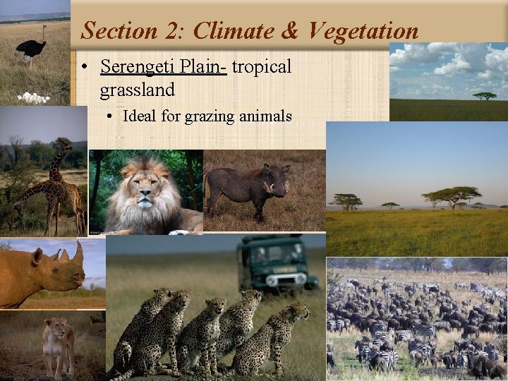 Section 2: Climate & Vegetation • Serengeti Plain- tropical grassland • Ideal for grazing