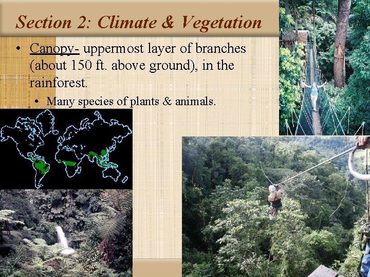 Section 2: Climate & Vegetation • Canopy- uppermost layer of branches (about 150 ft.