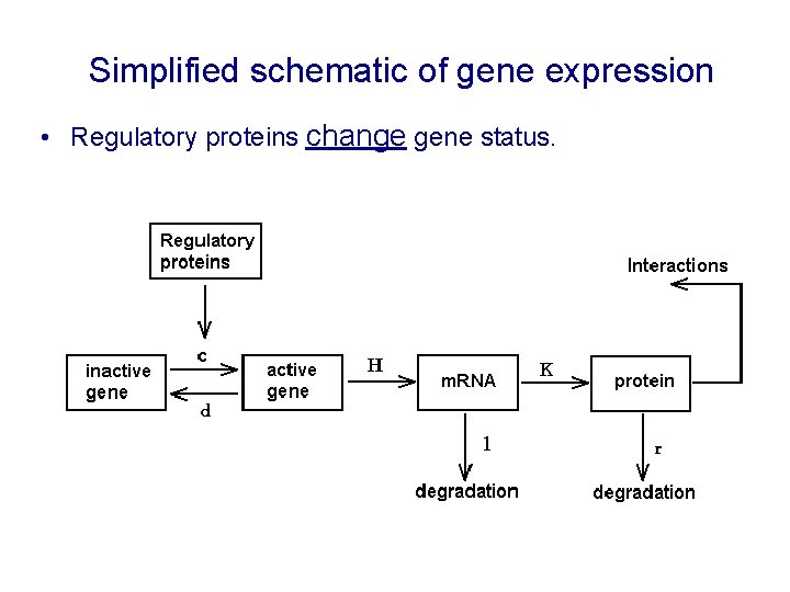 Simplified schematic of gene expression • Regulatory proteins change gene status. 