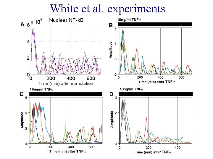 White et al. experiments 