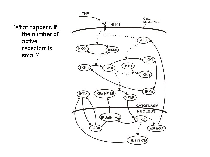 What happens if the number of active receptors is small? 