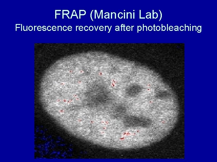 FRAP (Mancini Lab) Fluorescence recovery after photobleaching 