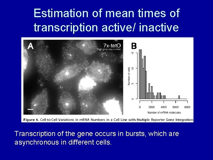 Estimation of mean times of transcription active/ inactive Transcription of the gene occurs in