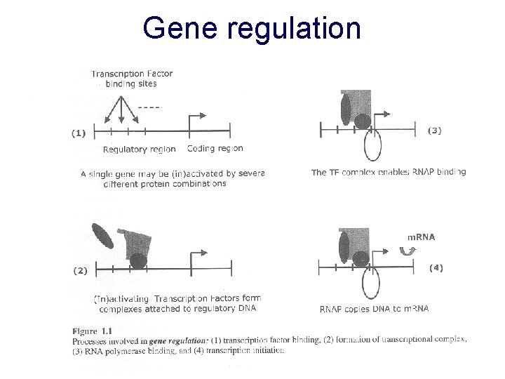 Gene regulation 