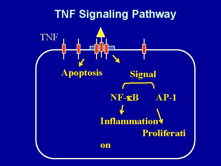 TNF Signaling Pathway TNF Apoptosis Signal NF-k. B AP-1 Inflammation Proliferati on 